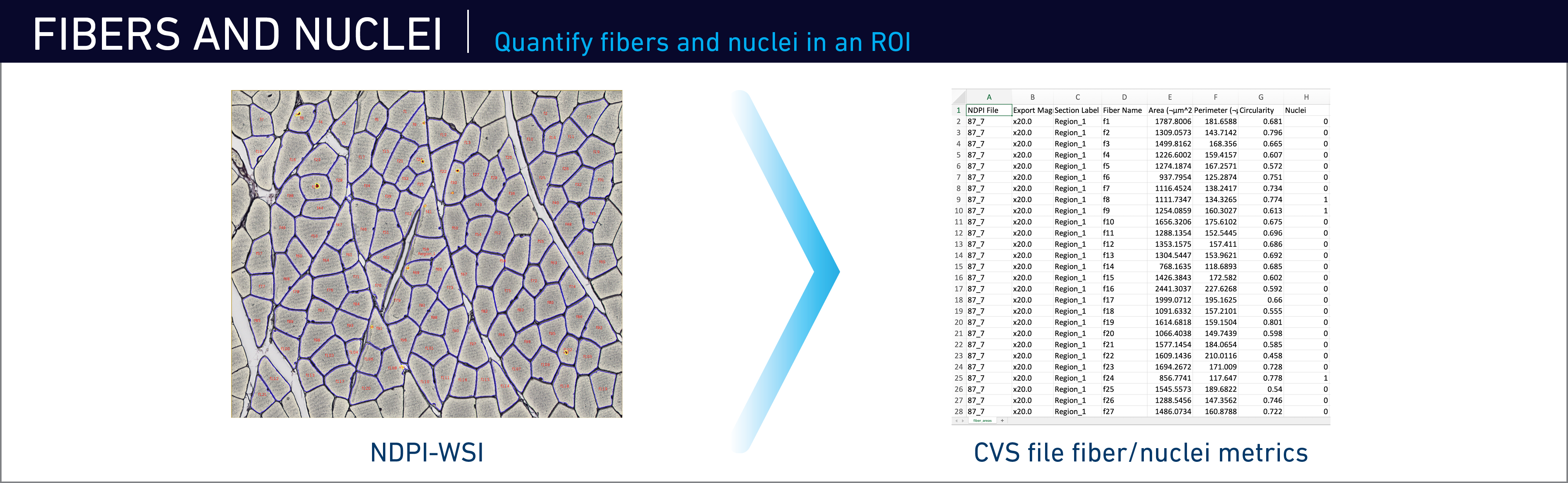 JAX Image Tools Fiber and Nuclei
